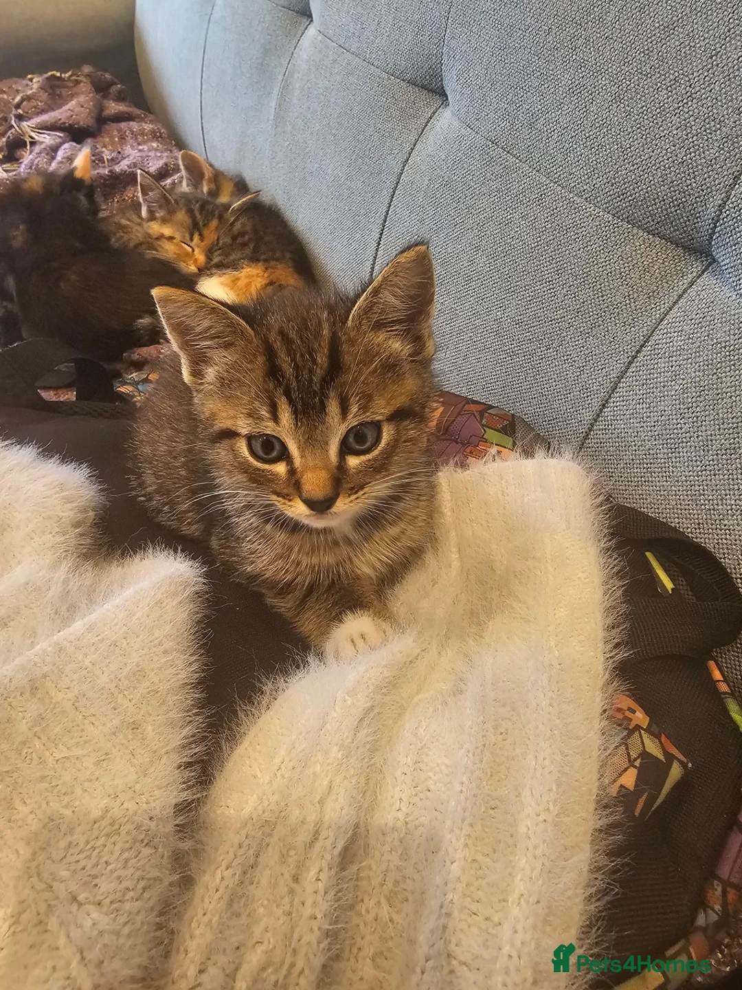 Mixed Breed cats for sale: Mix ragdoll boy kittens available  - Advert 8