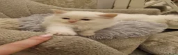 Ragdoll cats for sale: Health tested pure ragdoll  kittens  - Advert 5