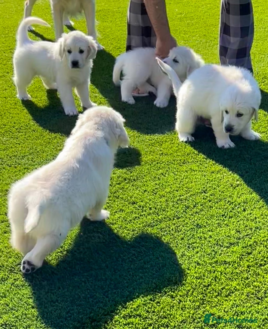 Golden Retriever dogs Clear Health Show Champion Pups 1 Boy Remaining - Advert 2