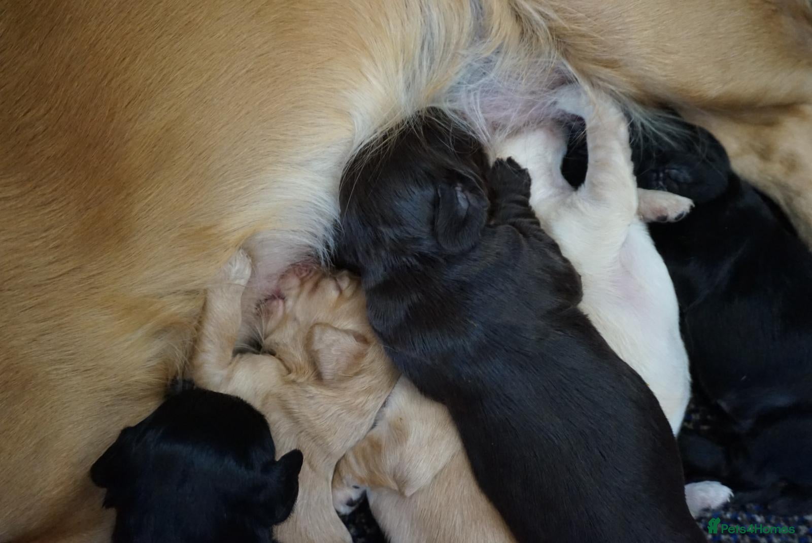 Cocker Spaniel dogs for sale: Cocker Spaniel puppies in Diss - Advert 17
