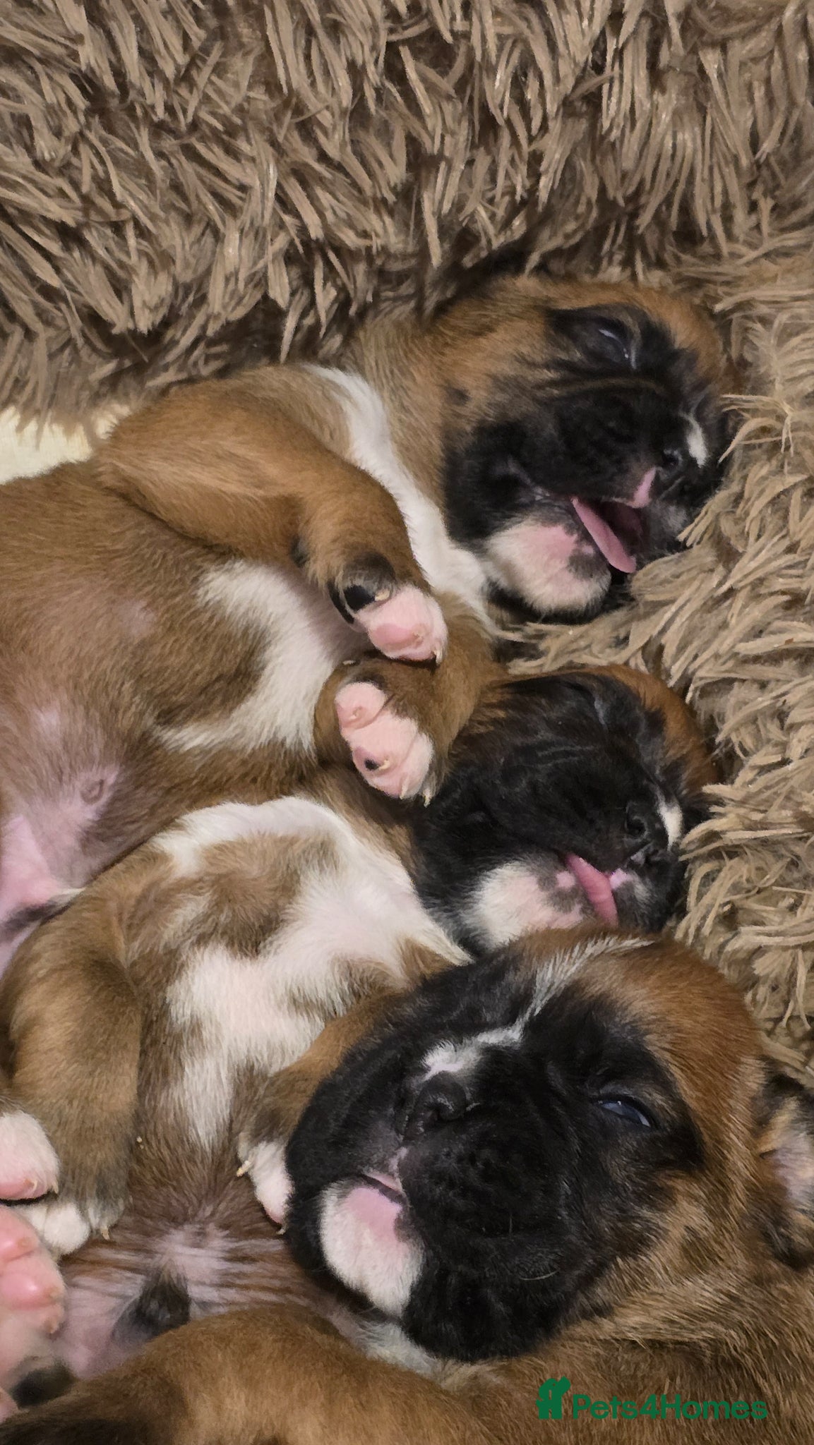 Boxer dogs KC boxer red puppies just born! 19.03 - Advert 1