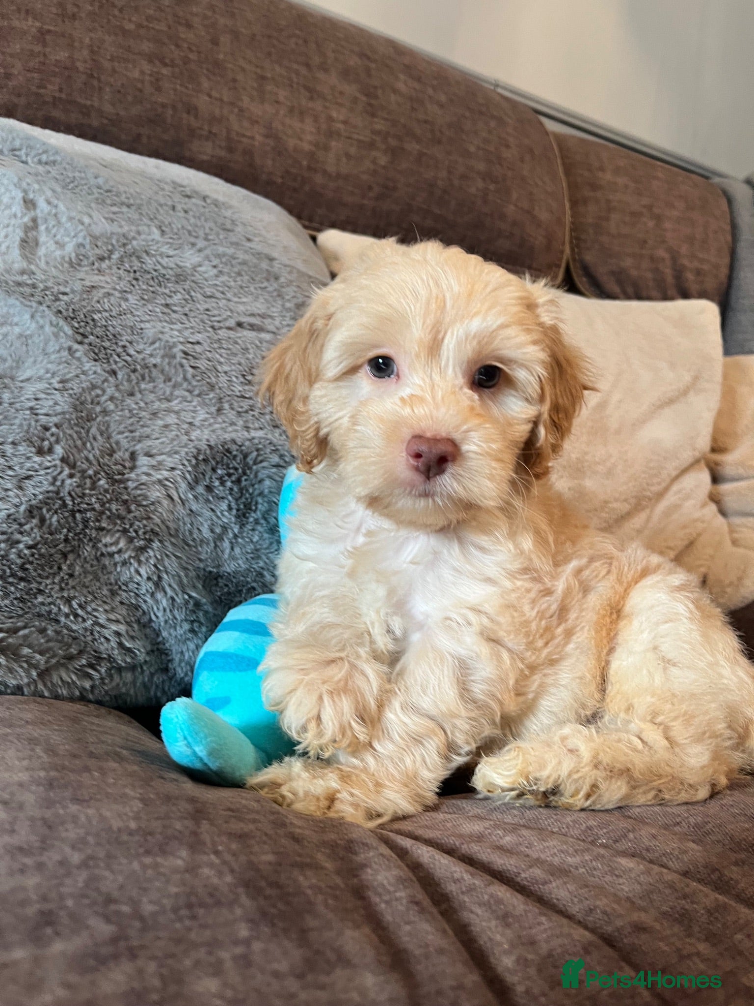 Cockapoo dogs 💙💗Gorgeous Cockapoo F1 Puppies  - Advert 1