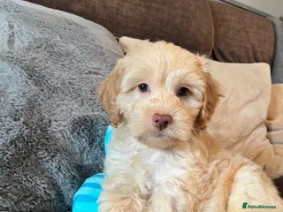 Cockapoo dogs 💙💗Gorgeous Cockapoo F1 Puppies - Advert 1