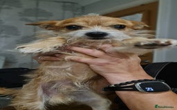 Chorkie dogs for sale: 5 year old little boy needing a new home  - Image 2