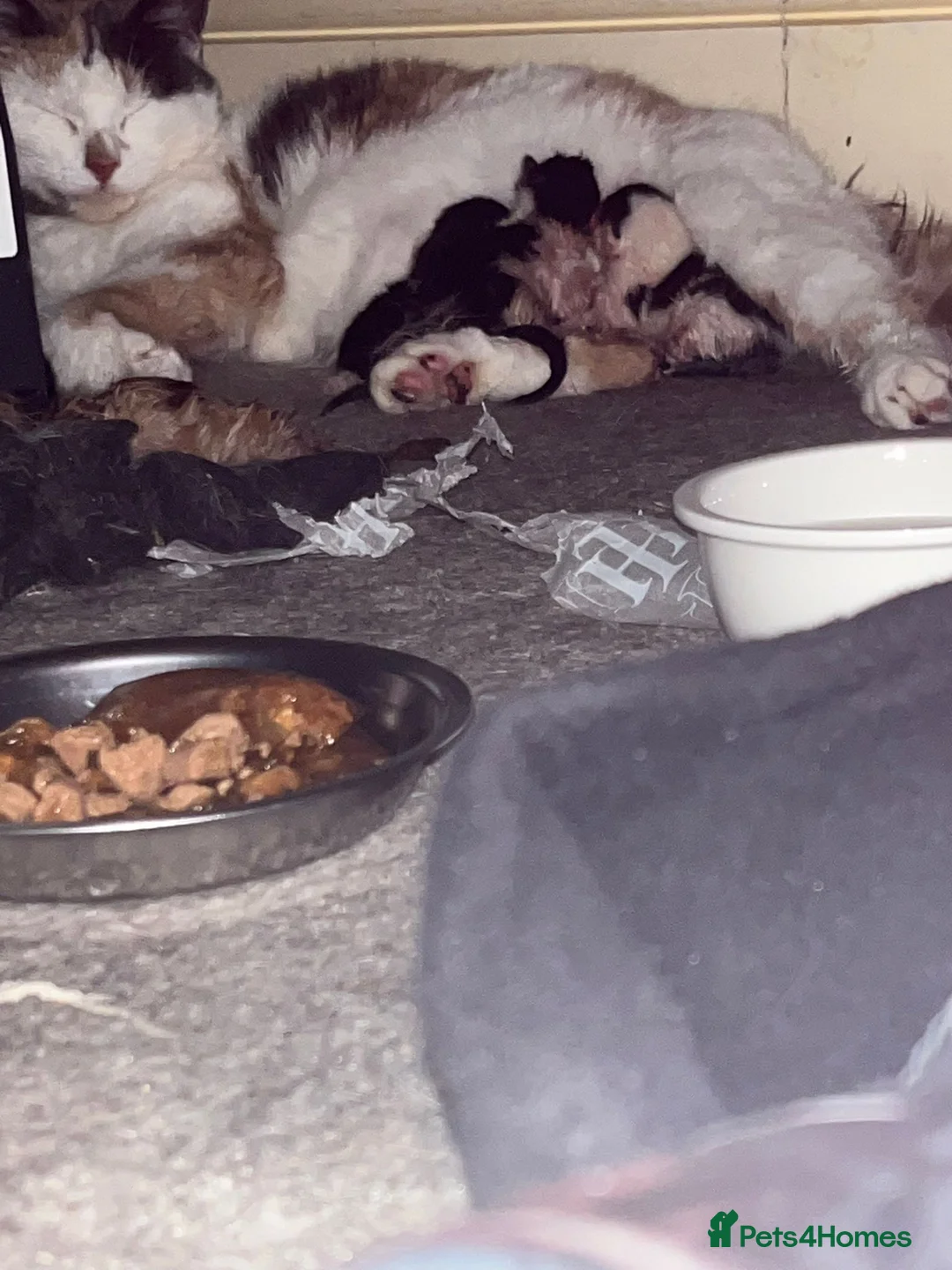 British Shorthair cats for sale: Adorable kittens from a loving home - Advert 16