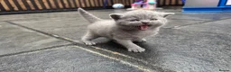 British Shorthair cats for sale: British Shorthair kittens Looking for Homes - Advert 6