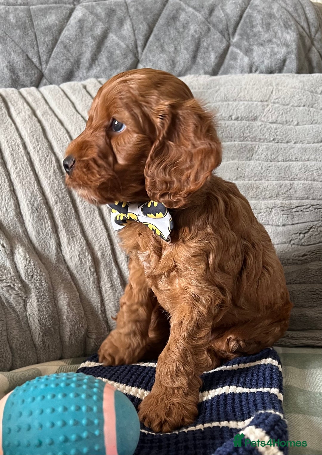 Cockapoo dogs for sale: Beautiful Red F1B Cockapoo puppies  - Image 10