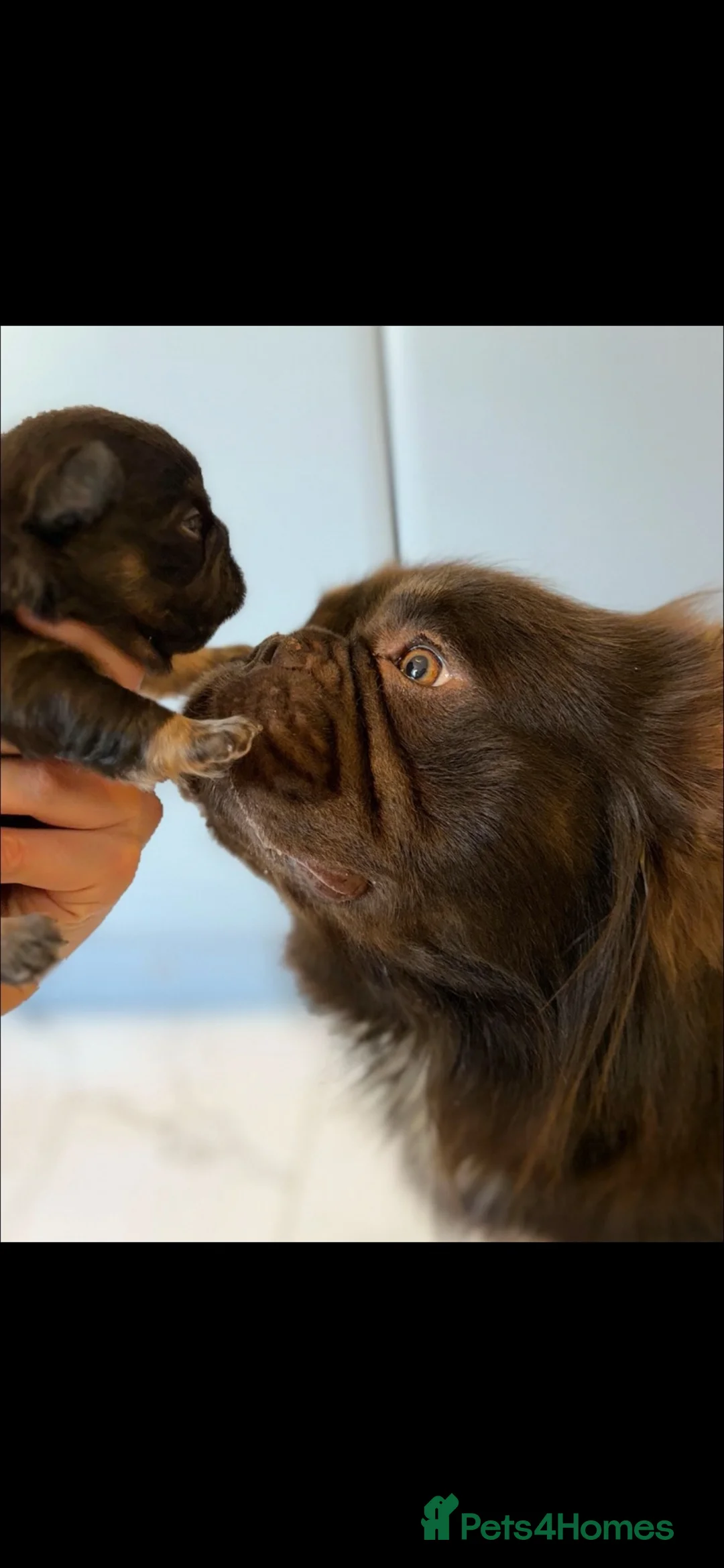 French Bulldog dogs for sale: Full fluffy chocolate tan French bulldog - Advert 6