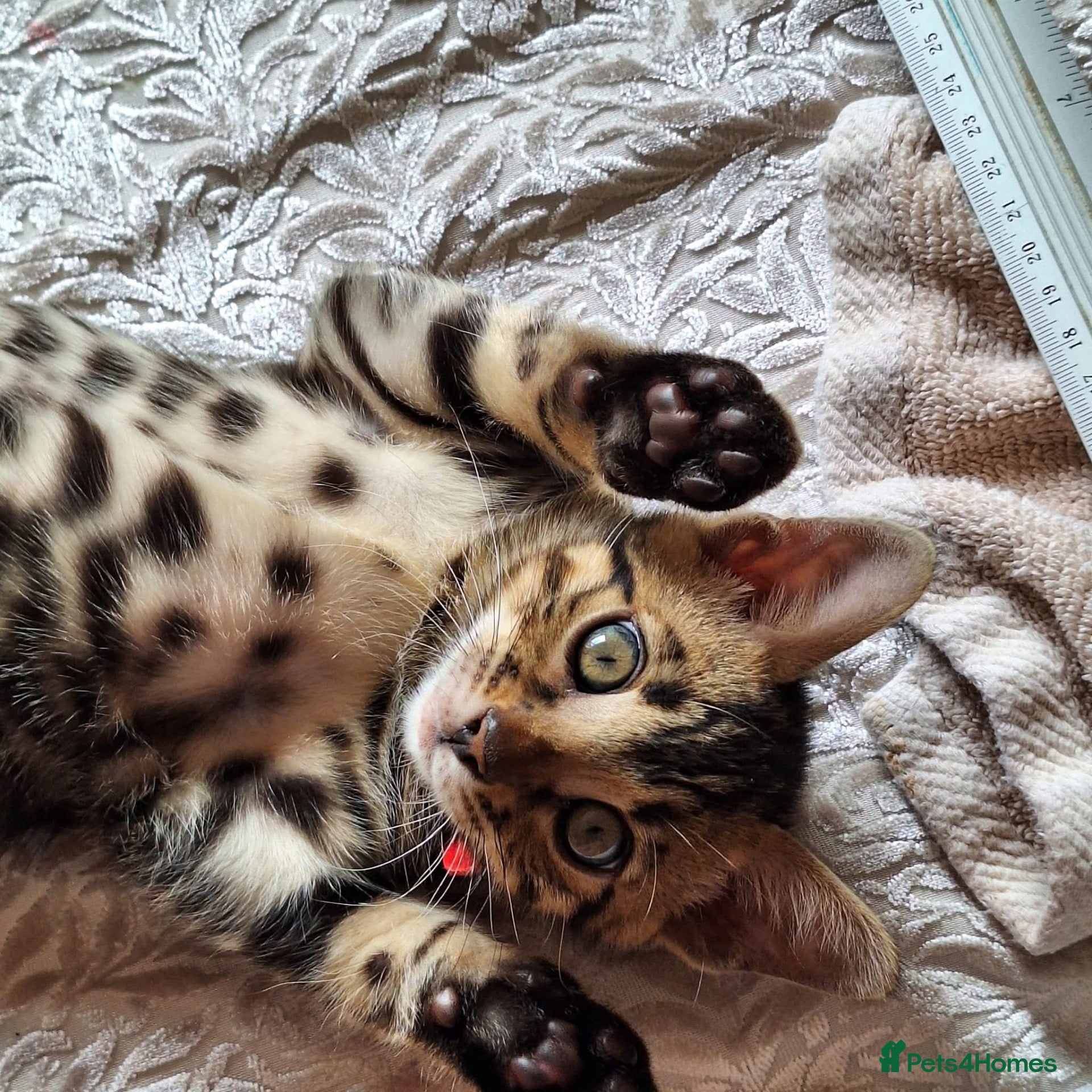Bengal cats Adorable Bengal kittens reg pedigree ready now  - Advert 2