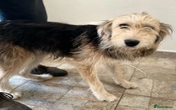 Mixed Breed dogs for adoption: YUKY - a superb little girl, for a Loving Home - Image 4