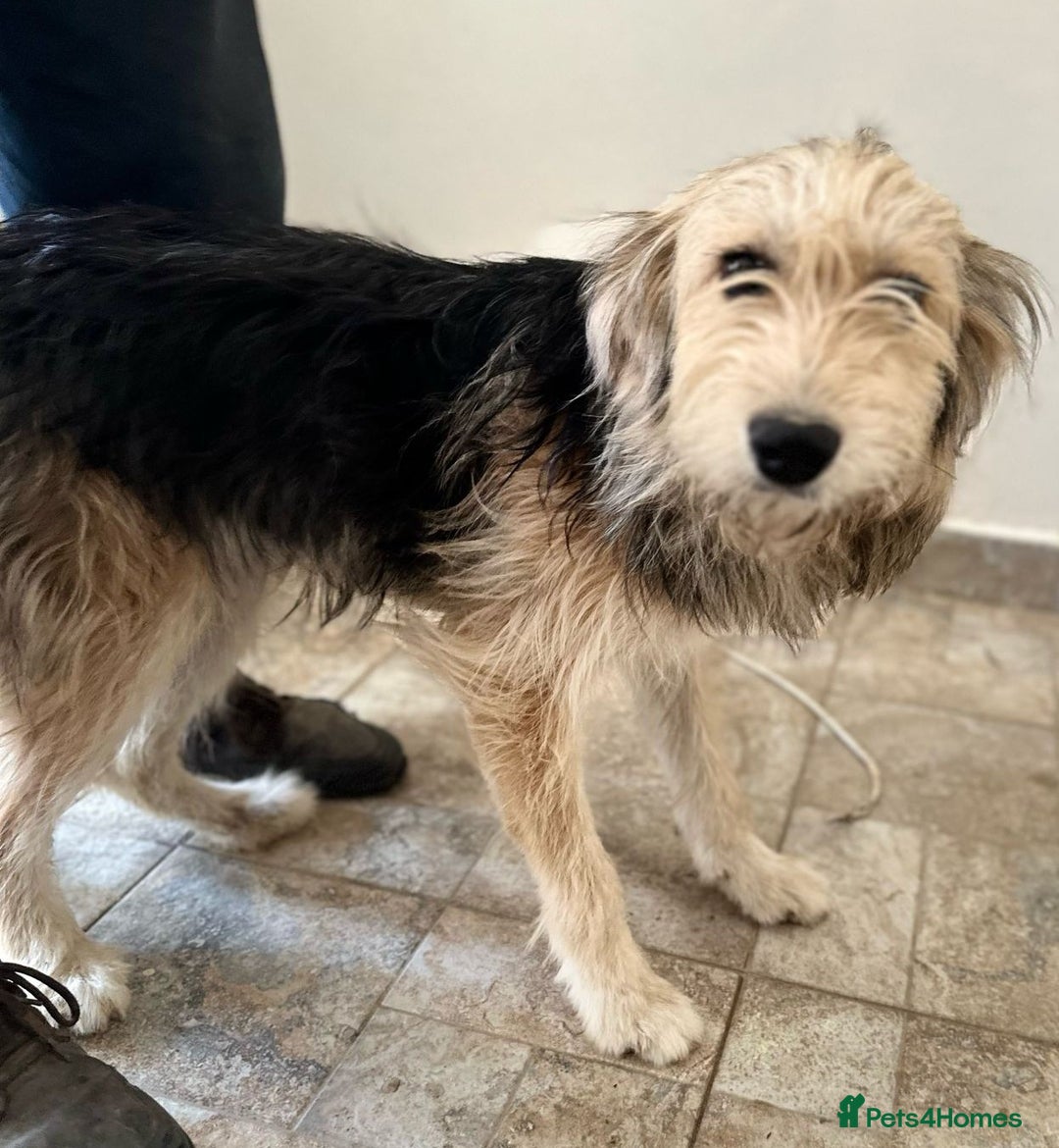 Mixed Breed dogs for adoption: YUKY - a superb little girl, for a Loving Home - Image 4