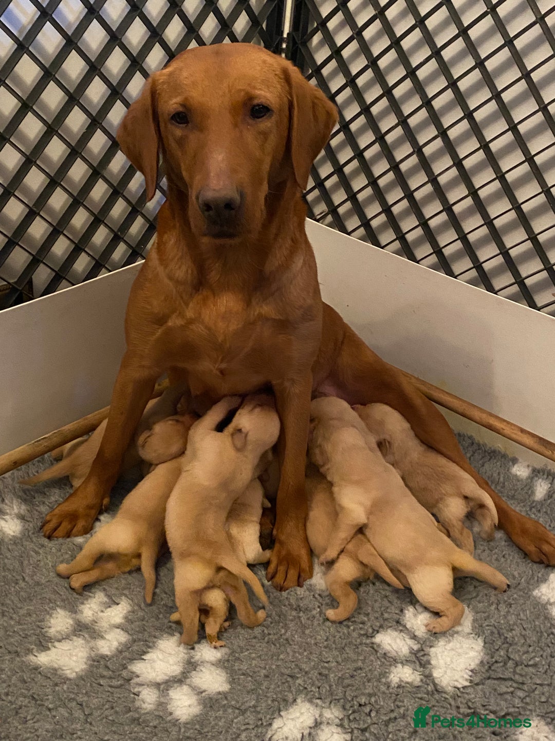 Labrador Retriever dogs for sale: Yellow RKC Reg Labrador puppies🐾💛 - Advert 1