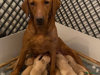 Labrador Retriever dogs Yellow RKC Reg Labrador puppies🐾💛 - Advert 10