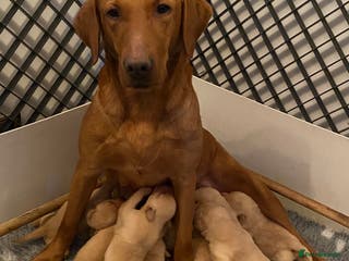 Labrador Retriever dogs Yellow RKC Reg Labrador puppies🐾💛 - Advert 15