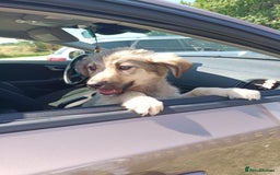 Mixed Breed dogs for adoption: 🐾 WINNIE - a Lovely young Girl, for a Loving Home - Image 4