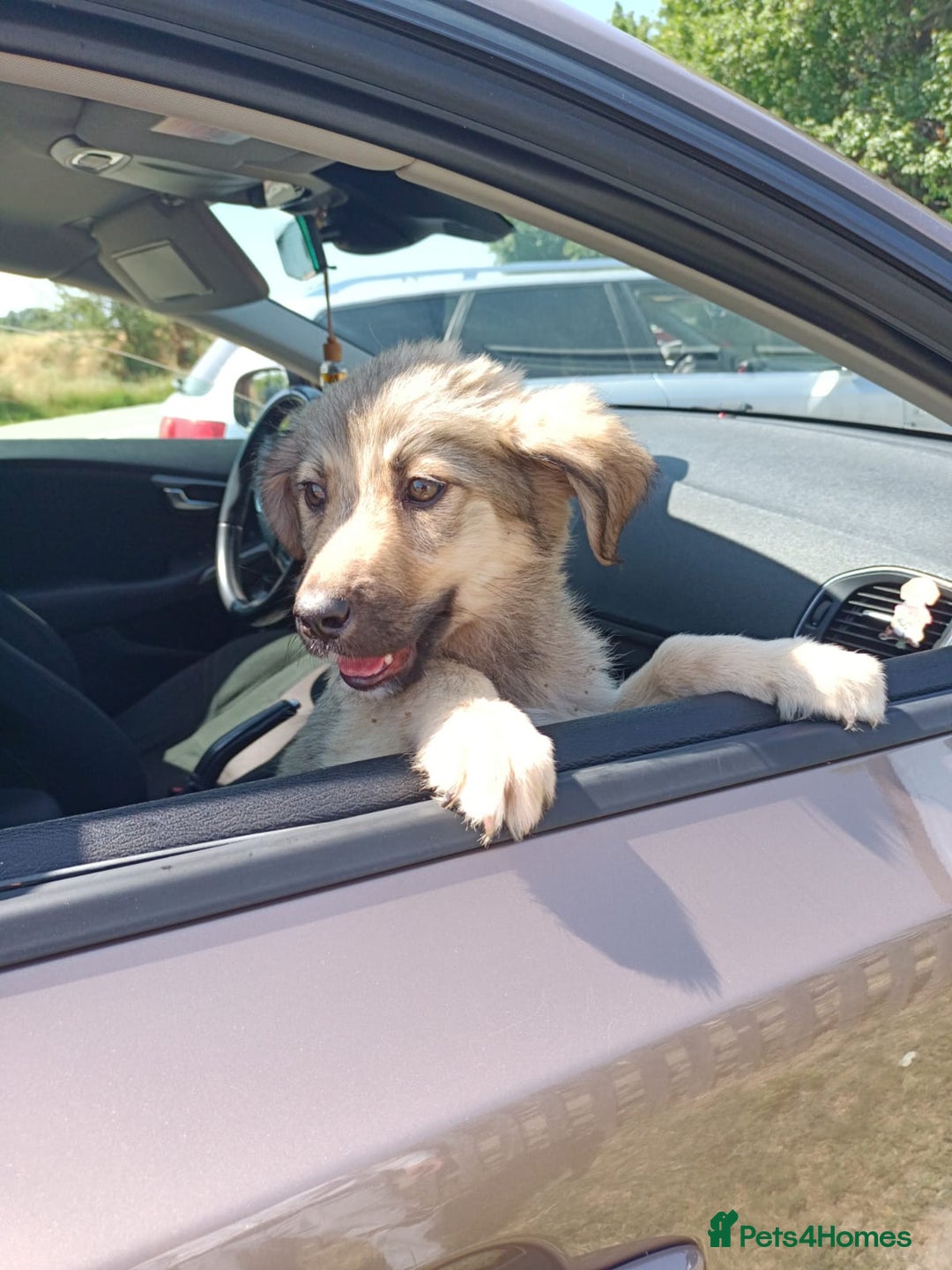Mixed Breed dogs for adoption: 🐾 WINNIE - a Lovely young Girl, for a Loving Home - Image 4