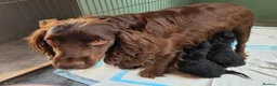 Cockapoo dogs for sale: Shiney Cockapoos! - Advert 1