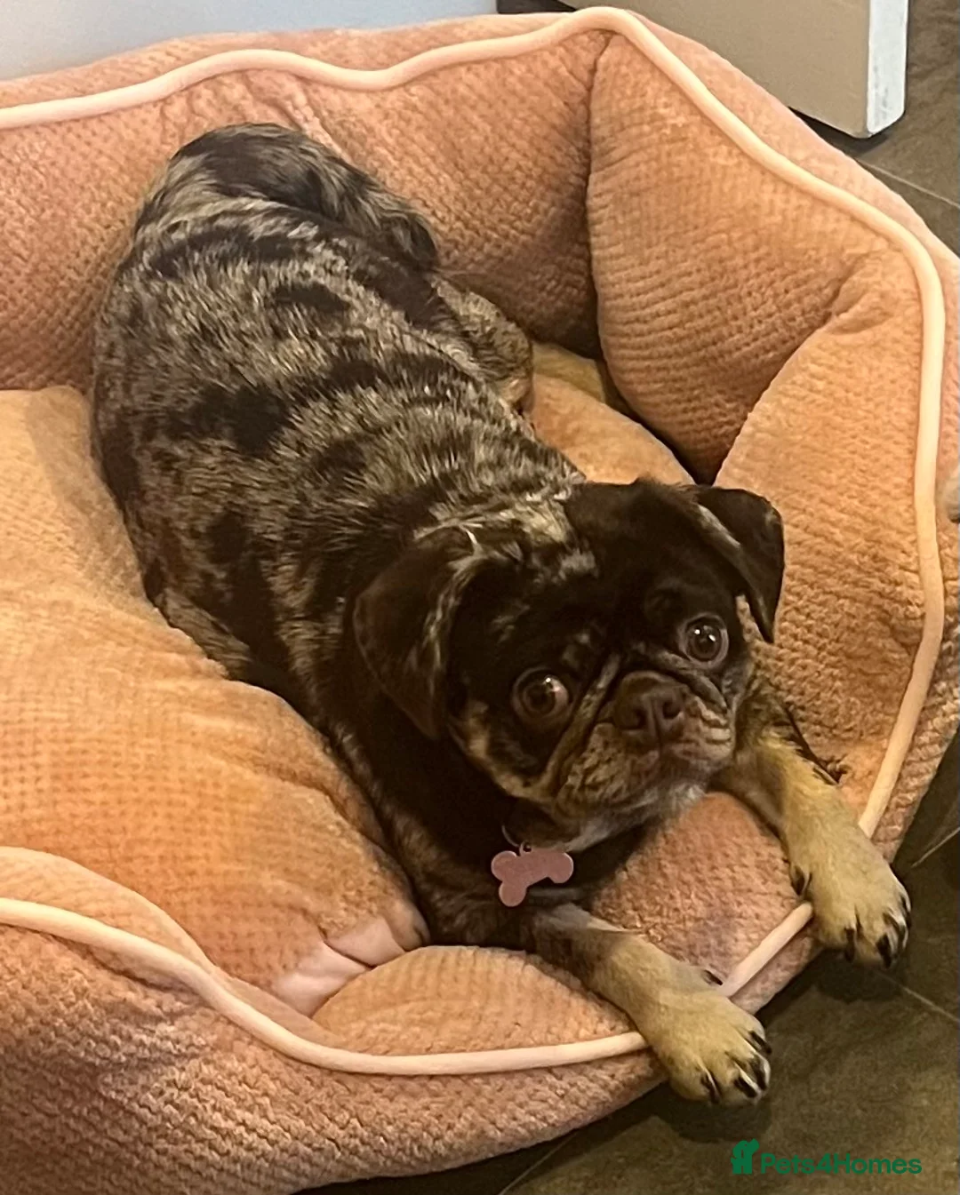 Pug dogs for sale: Beautiful Chocolate Merle female  - Advert 6