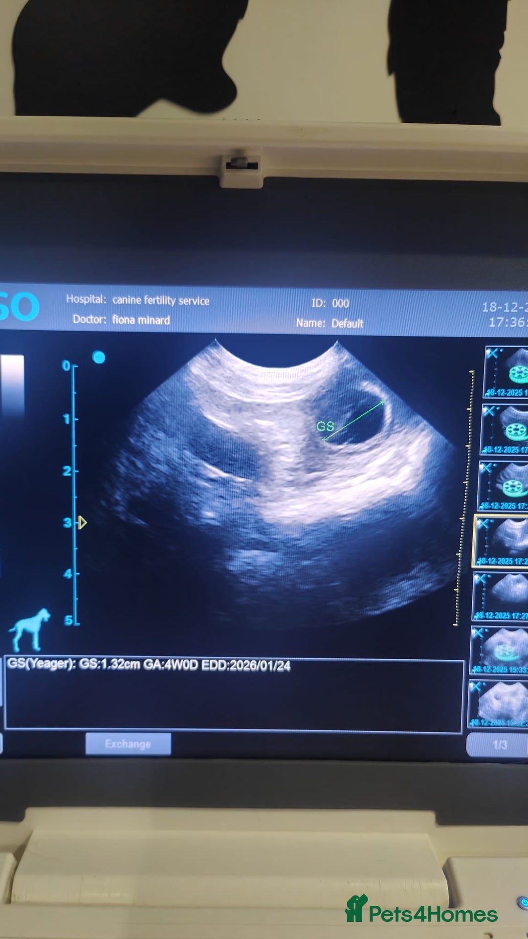 Cocker Spaniel dogs for sale: Cocker Spaniel puppies: Interest list - Advert 8