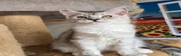 Maine Coon cats for sale: Ready now Silver with white Maine Coon kittens - Advert 29