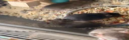 Rat rodents for sale: Baby rats  - Advert 6
