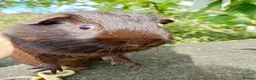 Guinea Pig rodents for sale: 5 months old chocolate self - Advert 2