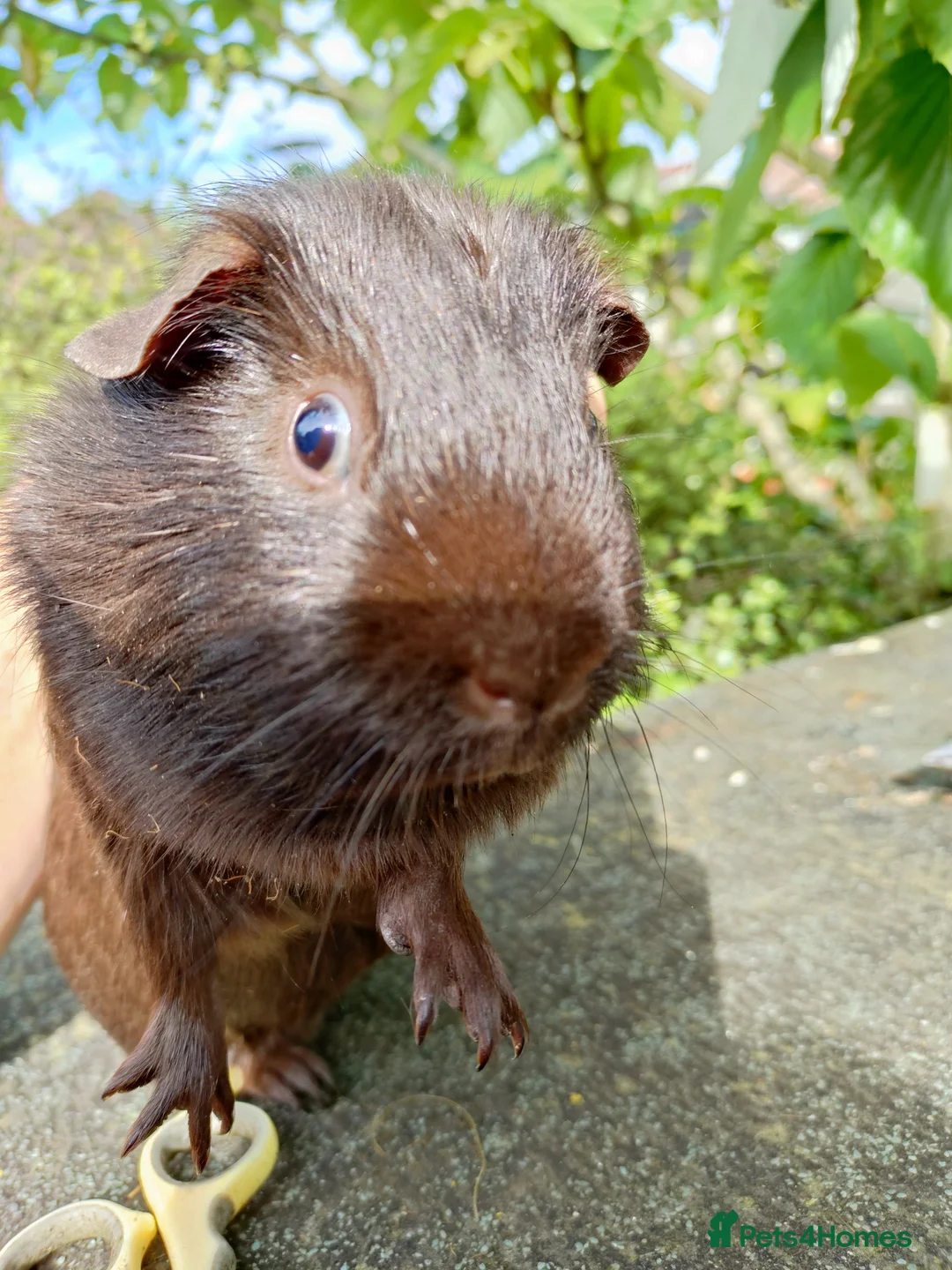 Guinea Pig rodents for sale: 5 months old chocolate self - Advert 2