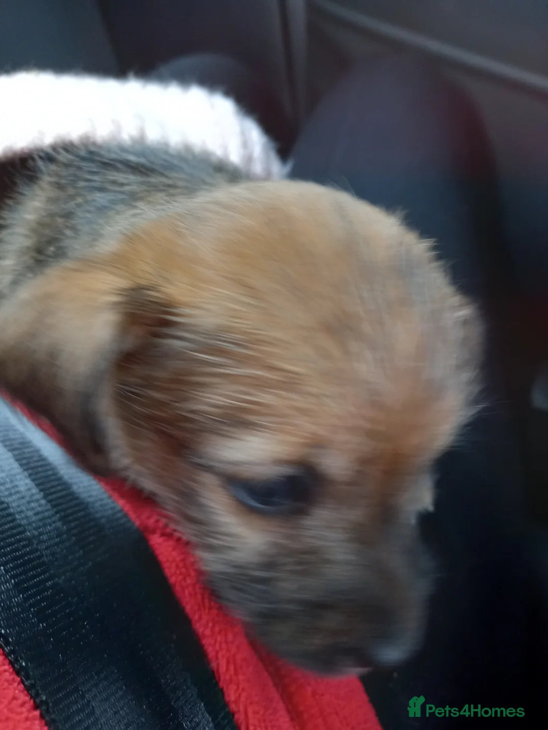 Cairn Terrier dogs for sale: Sweet Cairn Terrier girl puppy - Advert 10