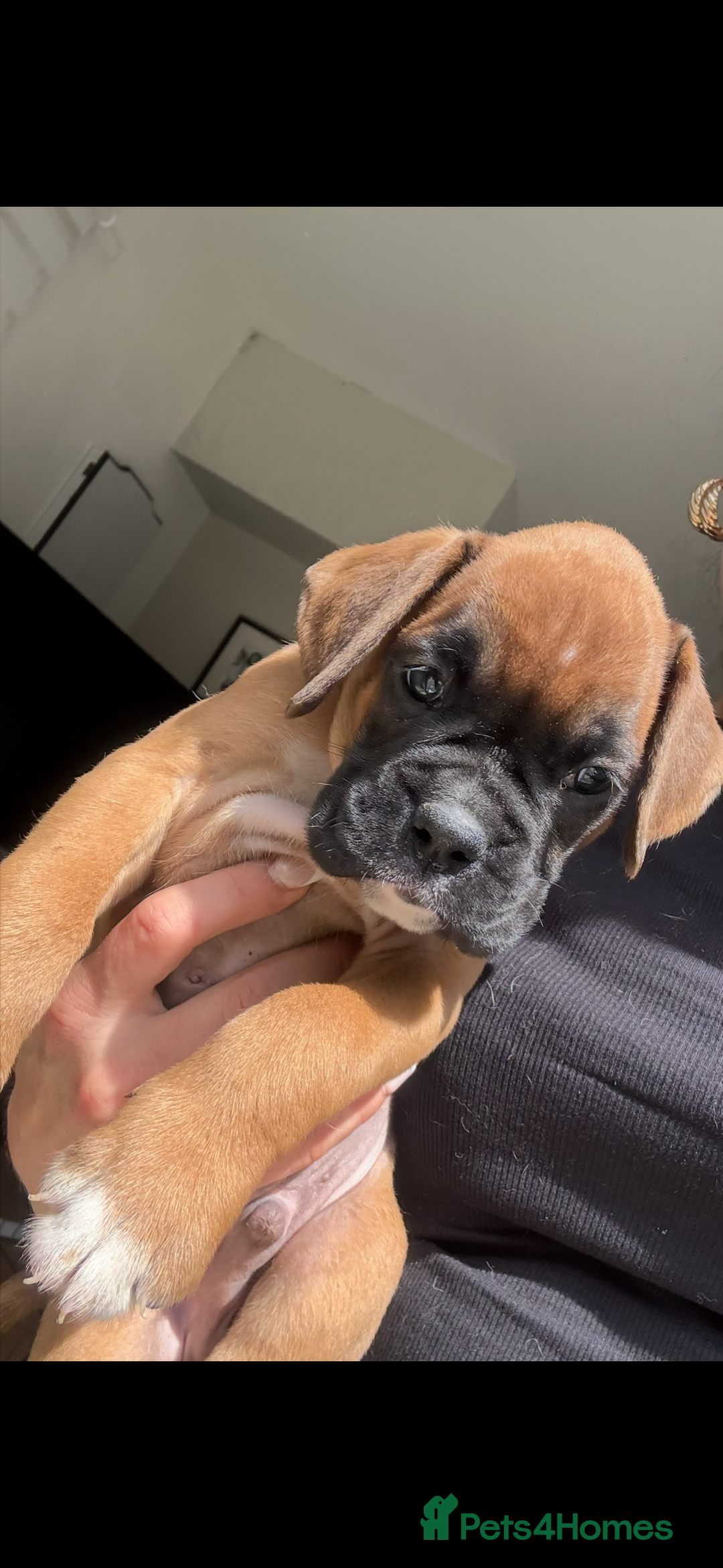 Boxer dogs for sale: KC Champion bloodline Boxer puppies  - Image 14