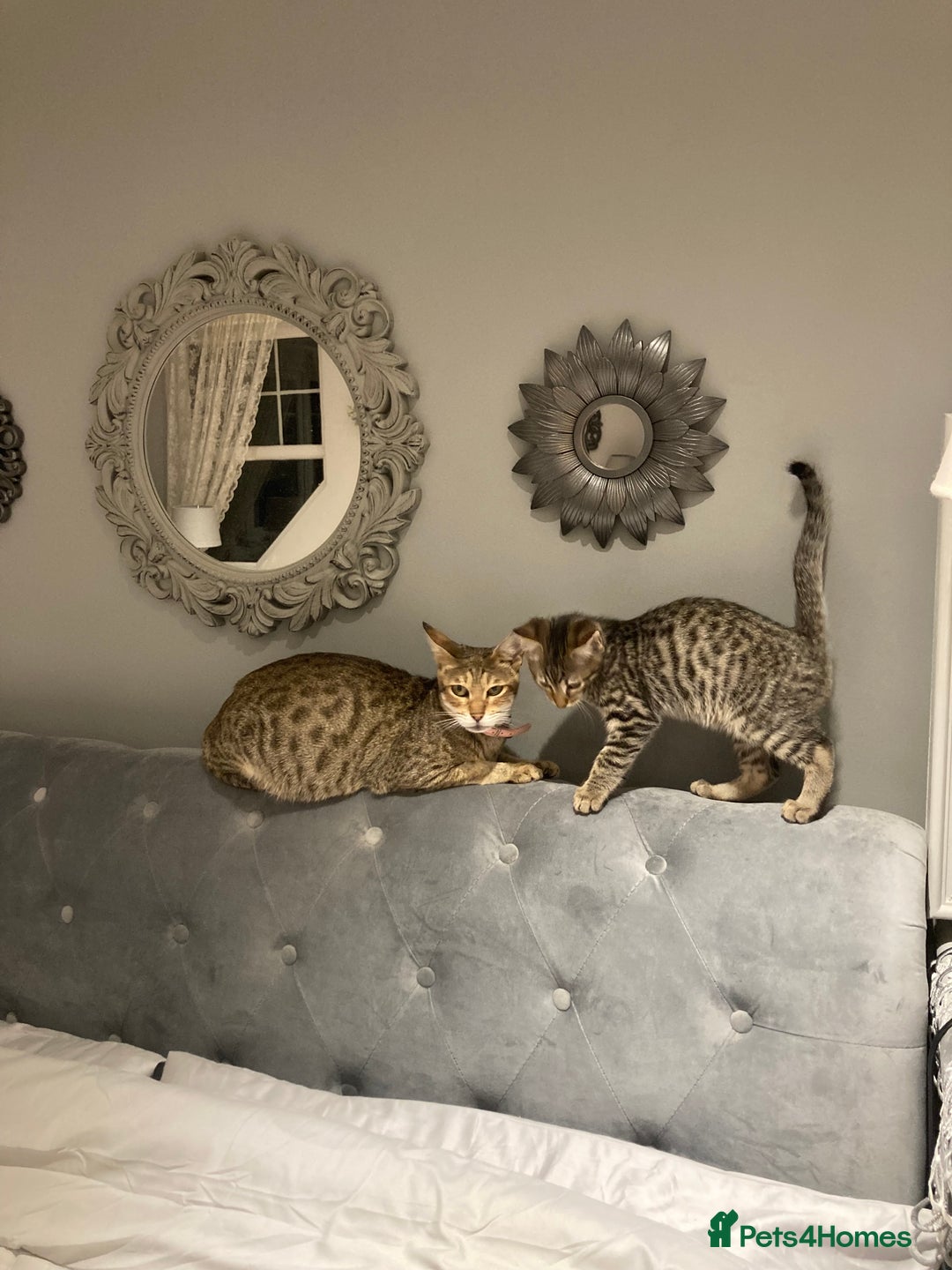Savannah cats for sale: Beautiful Male Savannah Kitten for sale - Advert 1