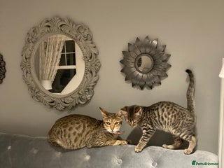 Savannah cats Beautiful Male Savannah Kitten for sale - Advert 1