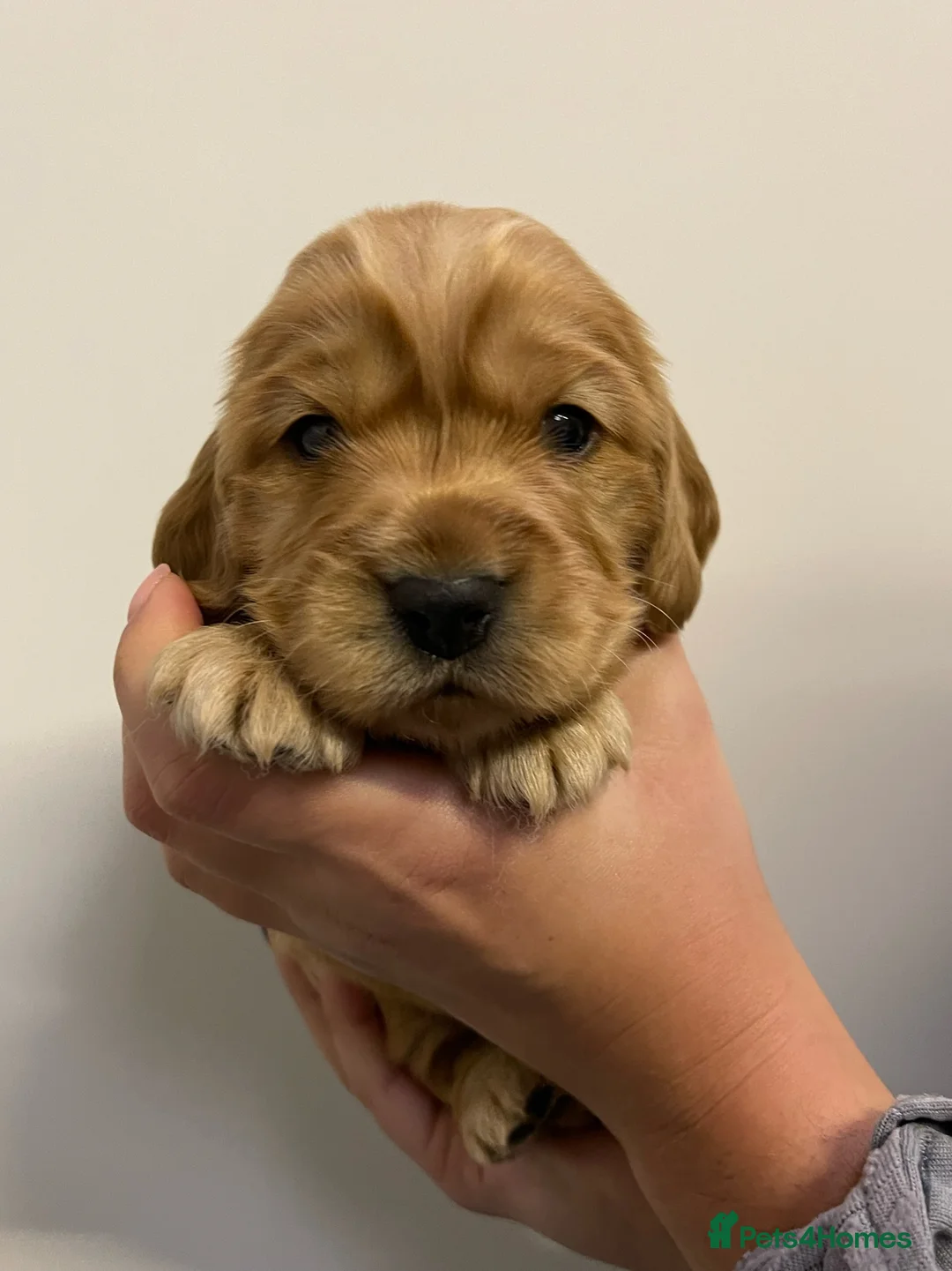 Cocker Spaniel dogs for sale: KC REG SHOW TYPE COCKER SPANIELS in Cambridge - Advert 13