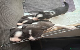 Border Collie dogs for sale: Border collie pups  - Image 2