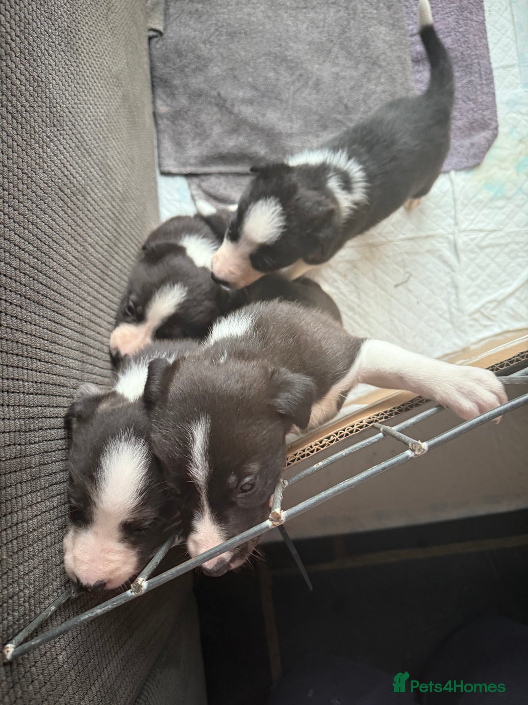 Border Collie dogs for sale: Border collie pups  - Image 2