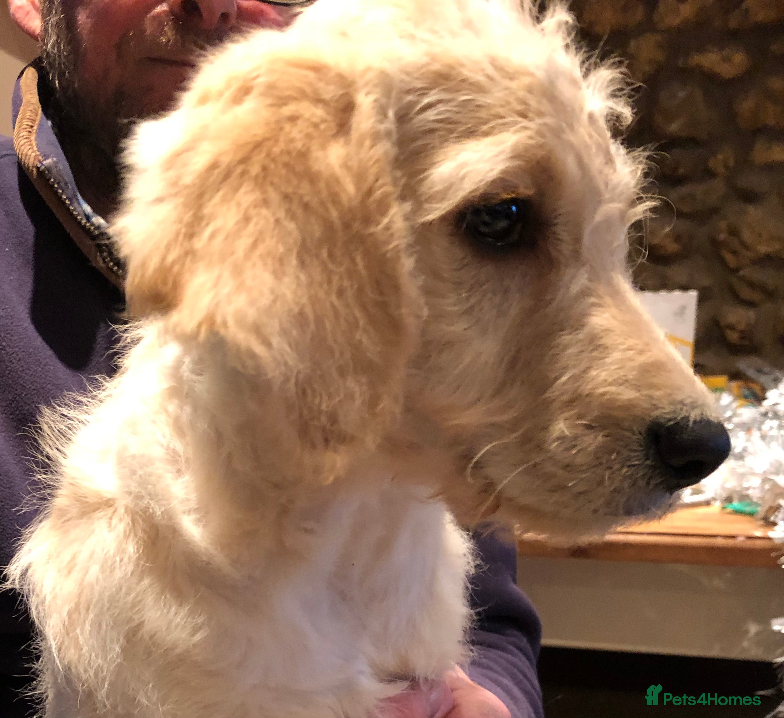 Labradoodle dogs READY NOW TOP QUALITY Standard F1 Labradoodles - Advert 3