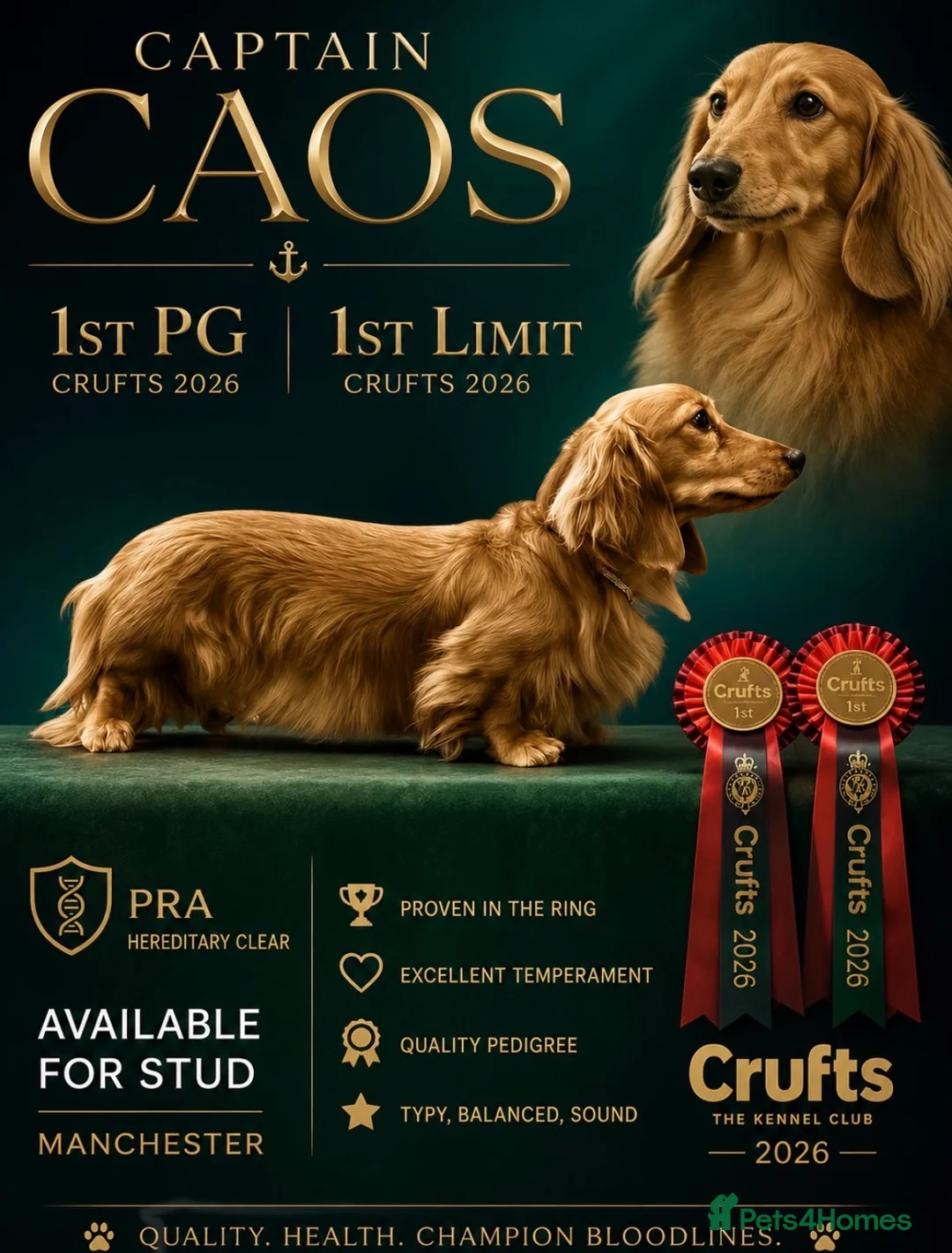Miniature Dachshund dogs for stud: Excellent example of the breed for stud - Advert 1
