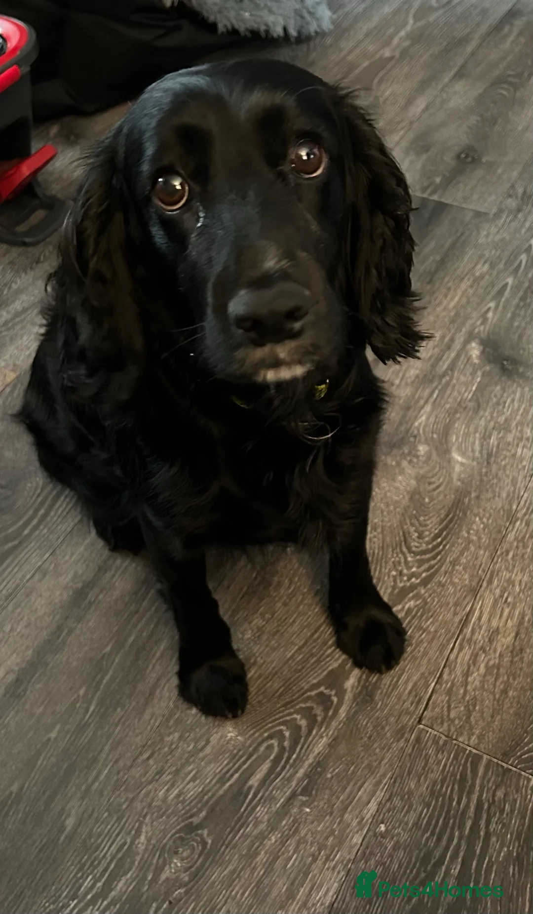 Cocker Spaniel dogs for sale: Cocker spaniel puppies  in Edinburgh - Advert 1