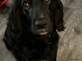 Cocker Spaniel dogs Cocker spaniel puppies - Advert 13