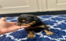 Rottweiler dogs for sale: Stunning Rottweiler puppies 🐶  - Image 17