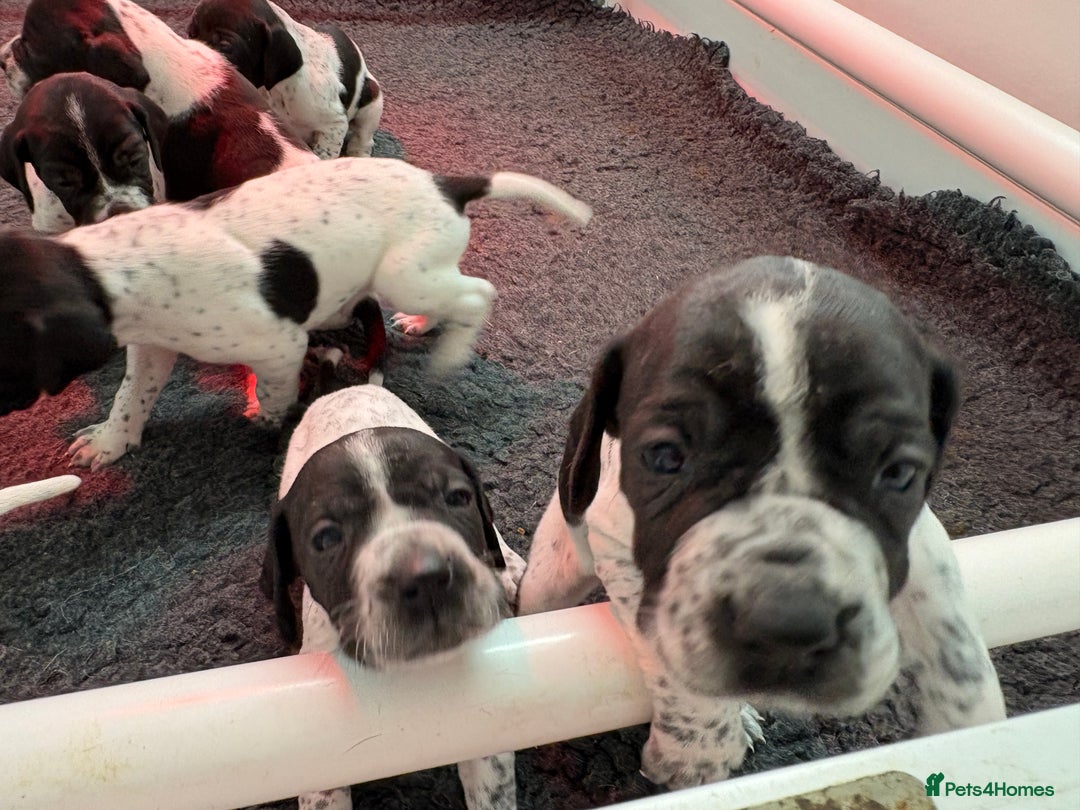 Pointer dogs for sale: English Pointer Puppies available 8th January  - Advert 6