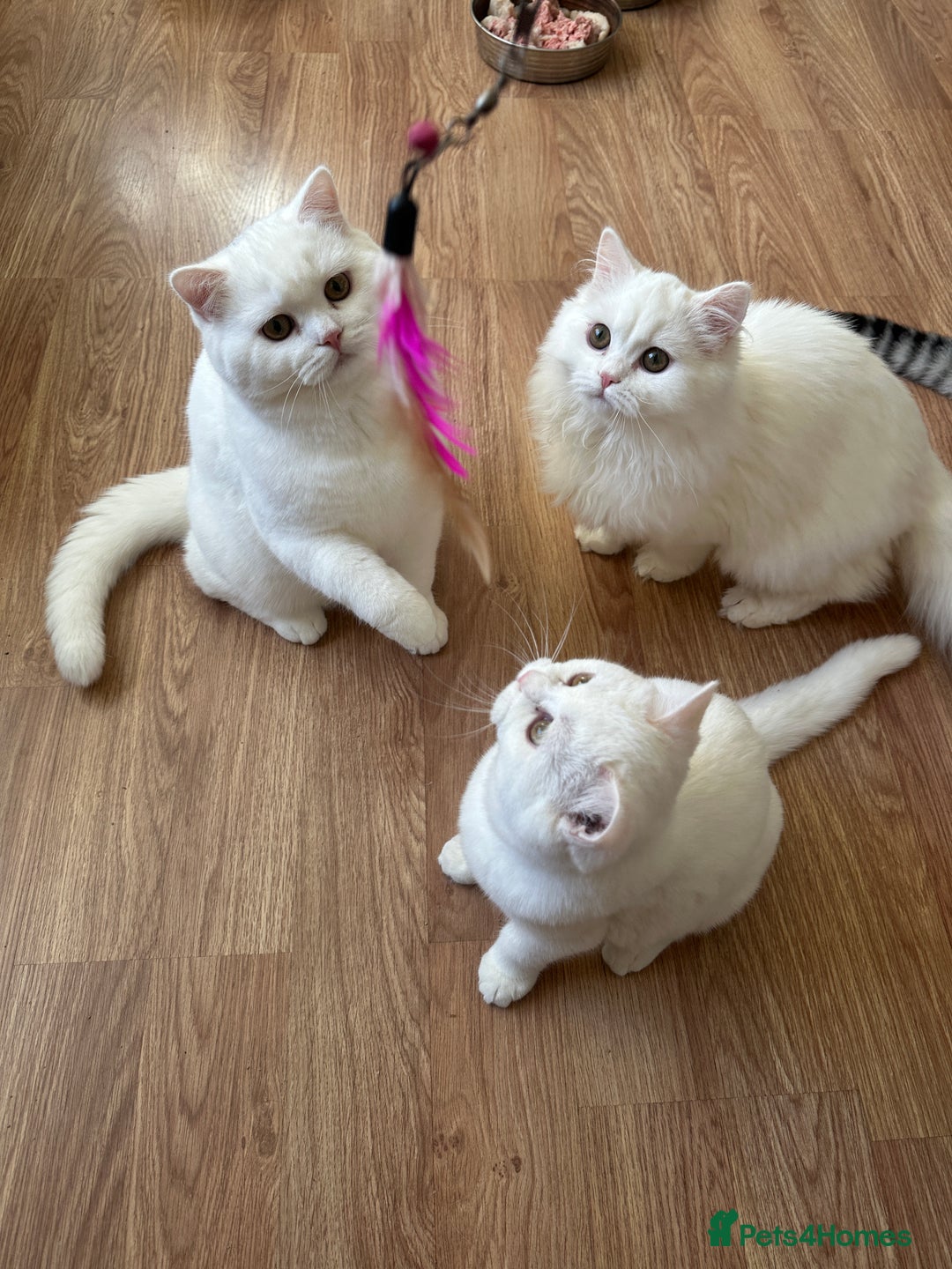 British Shorthair cats for sale: Gorgeous British Longhair & Shorthair Kittens - Advert 30