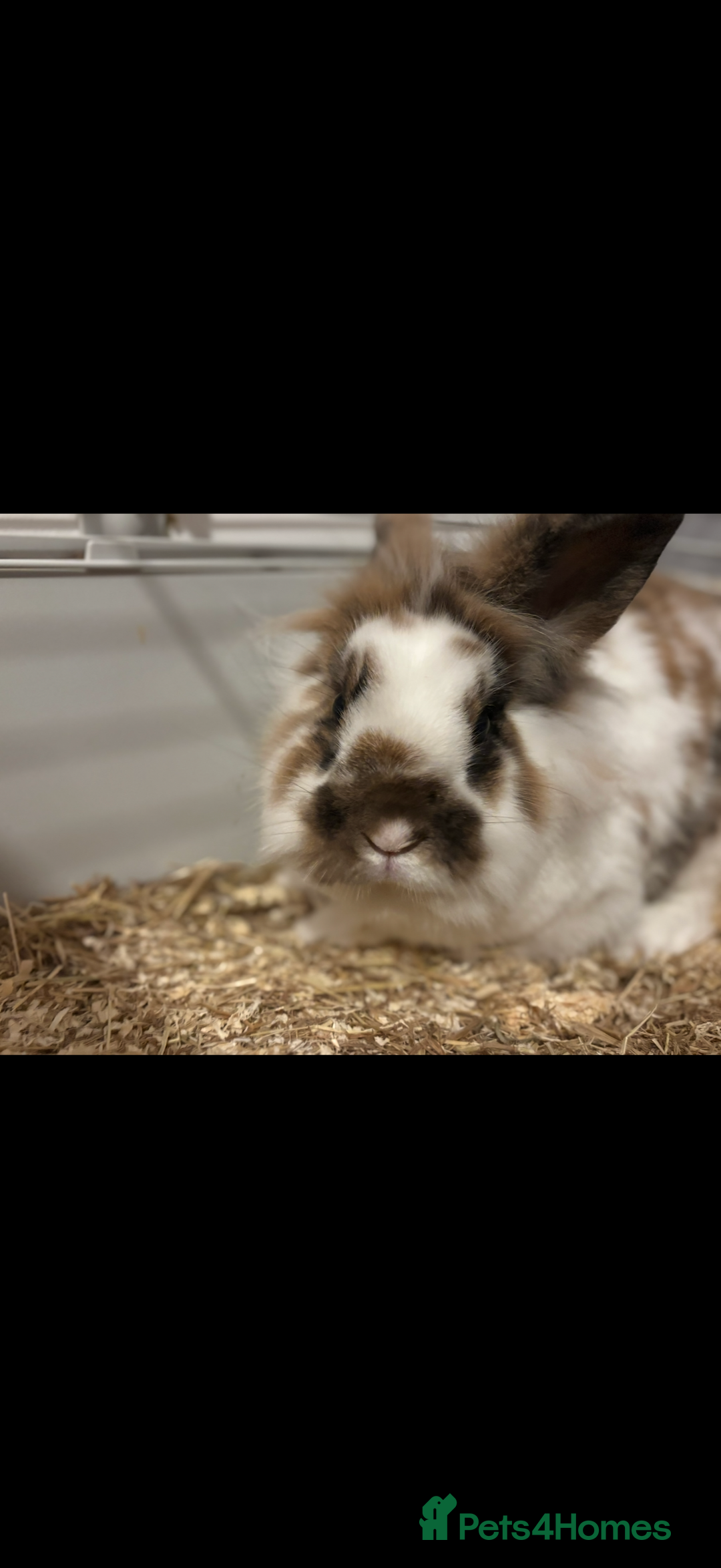 Lionhead rabbits for sale: Neutered male lion head  - Advert 1