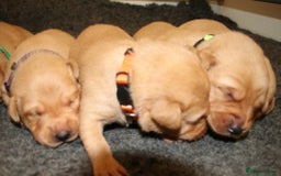 Labrador Retriever dogs for sale: Red Fox Labs : Health Checked-KC Reg-FTCH Pedigree - Image 4