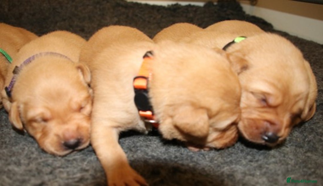 Labrador Retriever dogs for sale: Red Fox Labs : Health Checked-KC Reg-FTCH Pedigree - Image 4