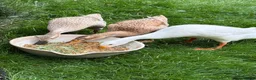 Ducks poultry for sale: 3 x Indian Runner Ducks (1male/2female) in Liverpool - Advert 1