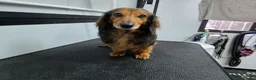 Miniature Dachshund dogs for sale: miniature dachshund long haired female - Advert 8