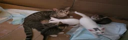 Mixed Breed cats for sale: 3 female kittens in Glasgow - Advert 8