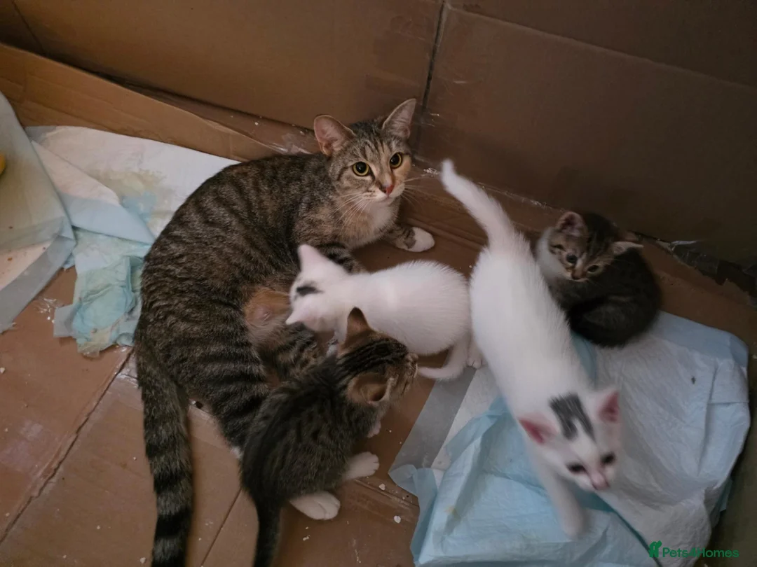 Mixed Breed cats for sale: 3 female kittens in Glasgow - Advert 8