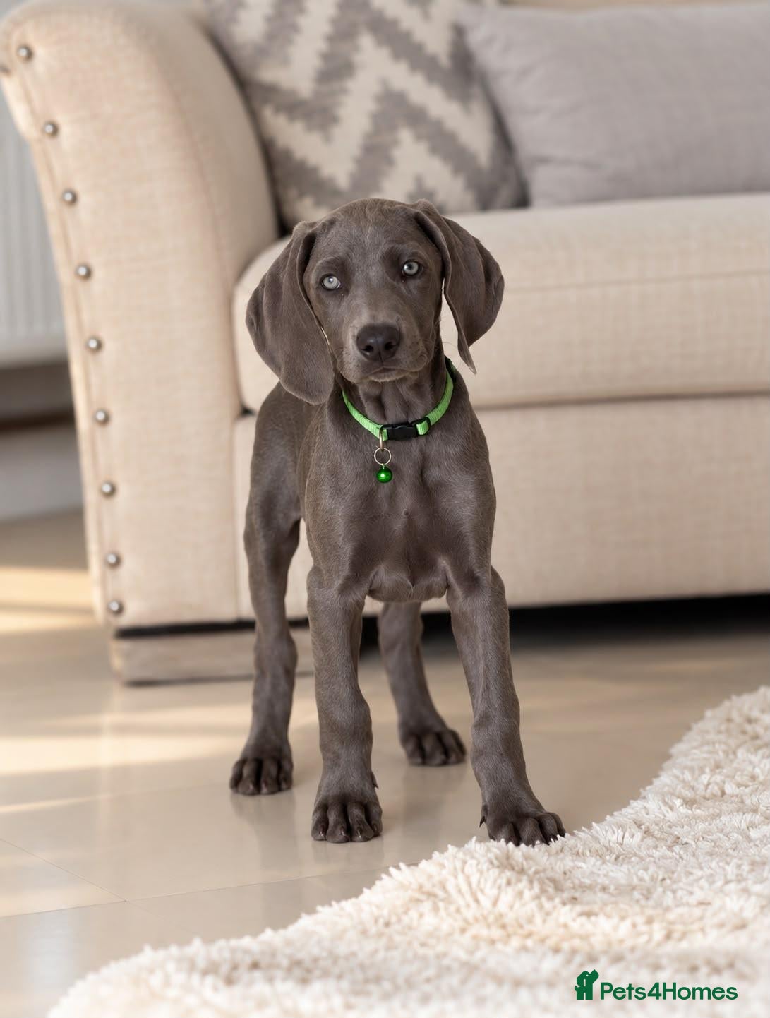 Weimaraner dogs ✨💗 KC REGISTERED WEIMARANER PUPPIES AVAILABLE 💗✨ - Advert 2