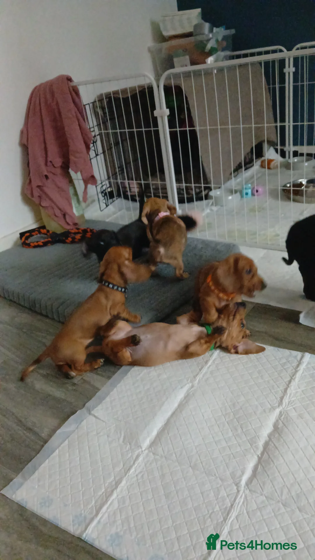 Miniature Dachshund dogs for sale: 2 miniature dauchaunds red and red dapple. in Glasgow - Advert 2